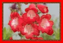 penstemon