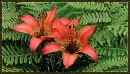 red lilies