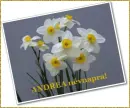 Andrea