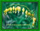 Gyula