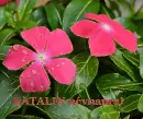 Katalin