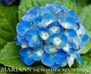 Mariann