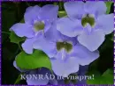 KonrÃ¡d