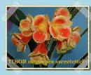 Tibor