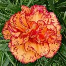 carnation