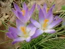 crocus