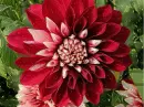 dahlia