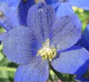delphinium