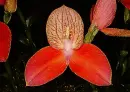 orchid-disa