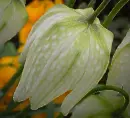 fritillaria