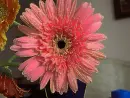 gerbera