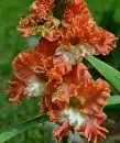 gladiola