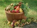 fruits