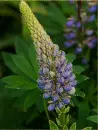 lupine