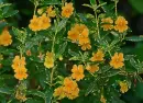 monkey flowers