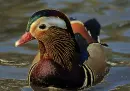mandarin duck