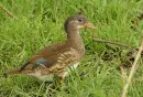mandarin duck