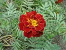 marigold