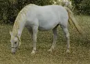 white horse