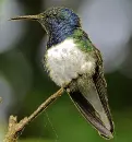hummingbird