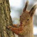 squirrel