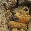 squirrel
