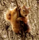 squirrel