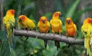 parrots