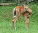 deer