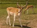 deers