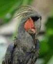 palm cockatoo