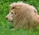 lion white