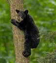 bear cub