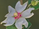 lavatera