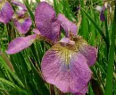 iris