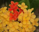 ixora