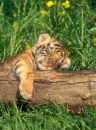 tiger cub