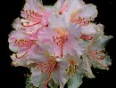 rhododendron