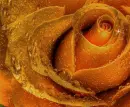 orange rosa