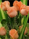 rosas