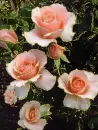 rosas