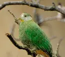 fruit dove