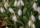 snowdrops