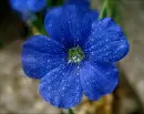 linum
