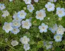 nemophila