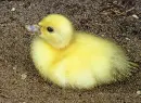 duckling