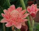 ginger flower