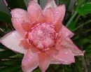 ginger flower