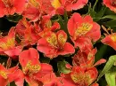 Peruvian lilies