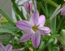 ipheion flower